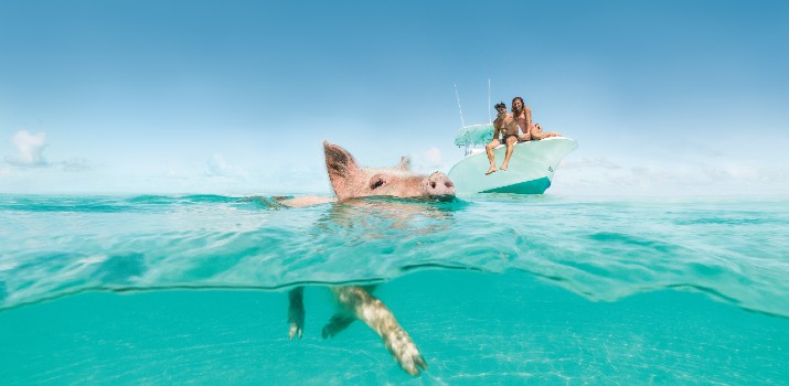 Les cochons nageurs