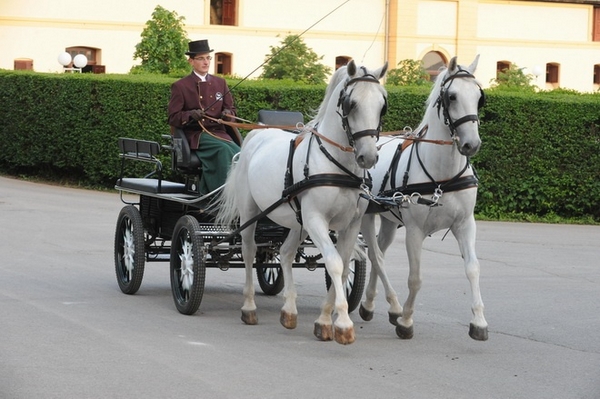 Visite au haras de Lipica...