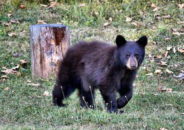 Face à l'ours noir, avec un guide naturaliste