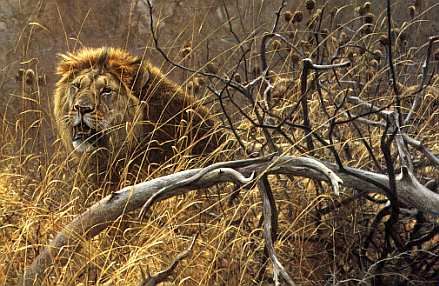 Voyage sur-mesure, Parc Kruger