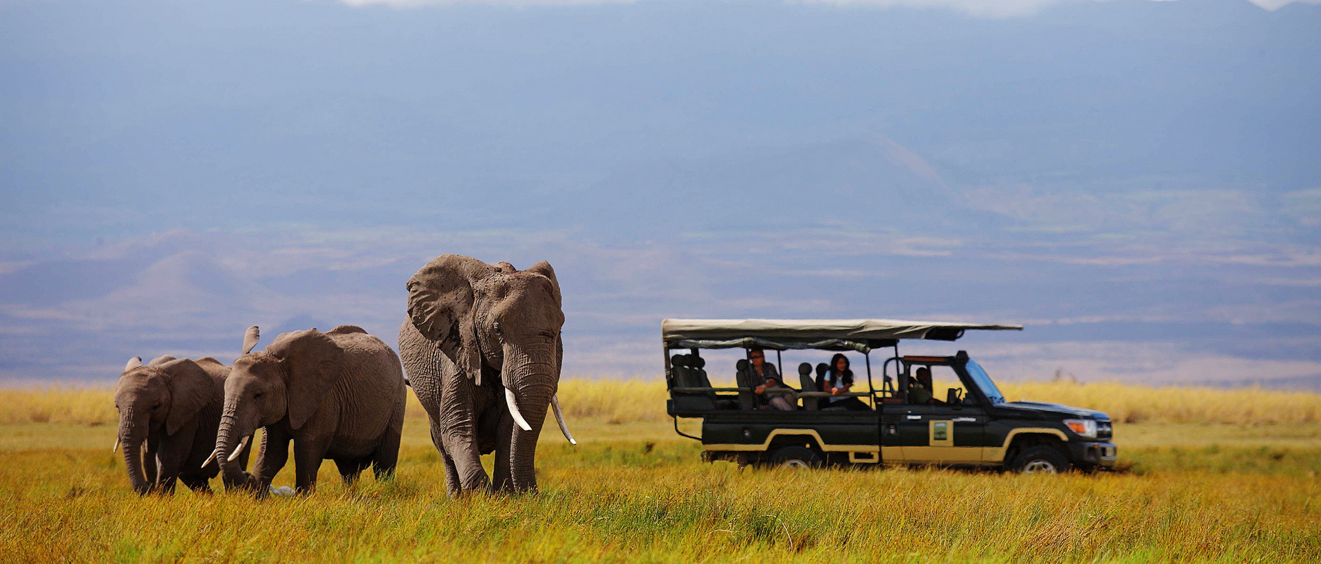 L'essentiel des parcs de Tanzanie en safari