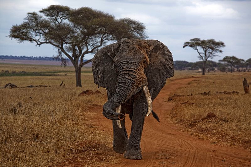 L'essentiel des parcs de Tanzanie en safari