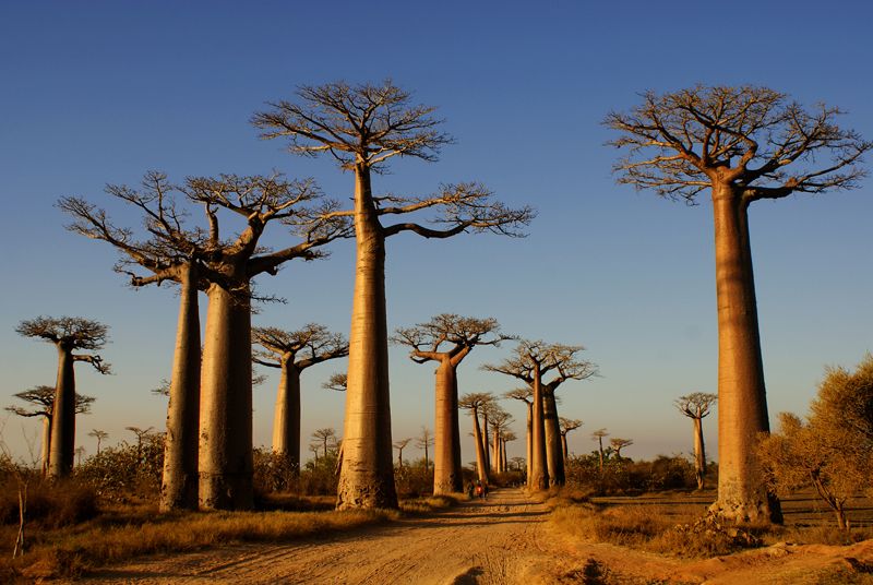 La N7 et l'allée des Baobabs
