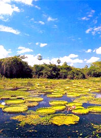 Au coeur du Parc Amazonien de Madidi