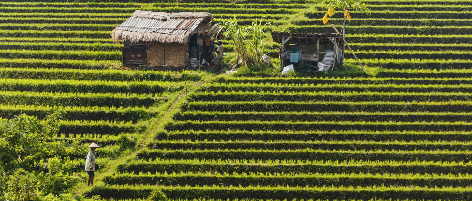 Immersion aux Célèbes et Bali
