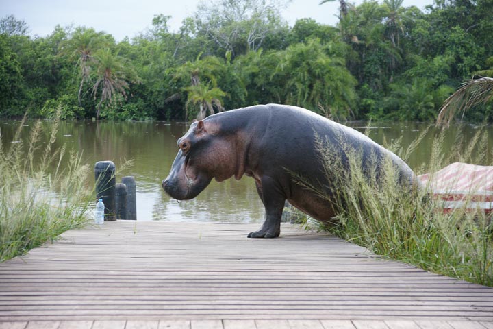 Séjour à Saadani entre safari et plage