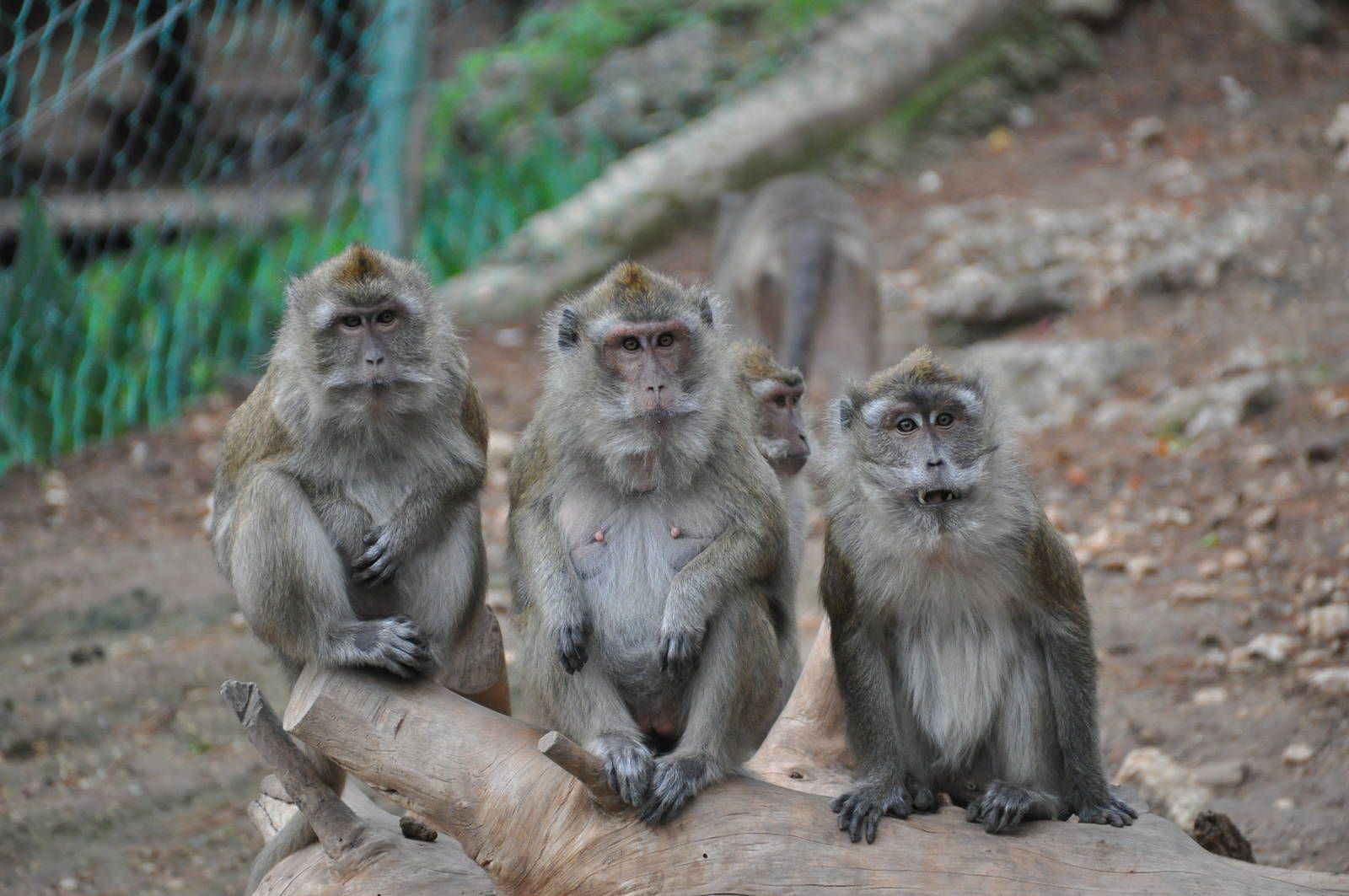 Une Thaïlande aux accents Birmans