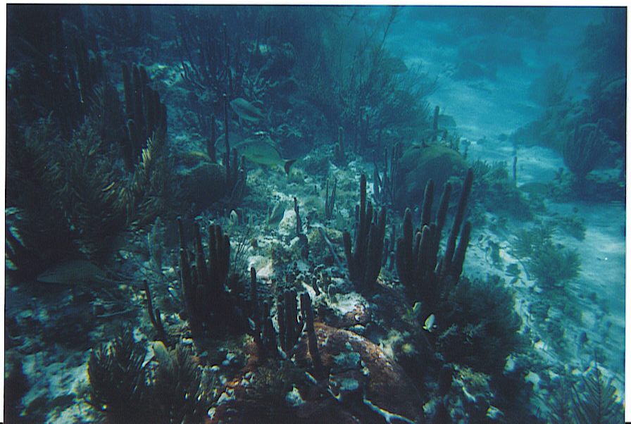 Baignade parmi les requins baleines