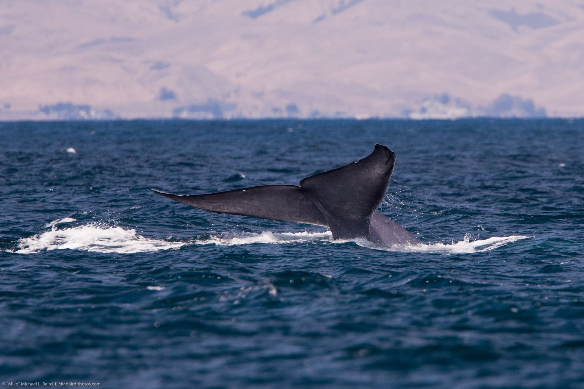Voyage famille avec observation de baleines en Norvège