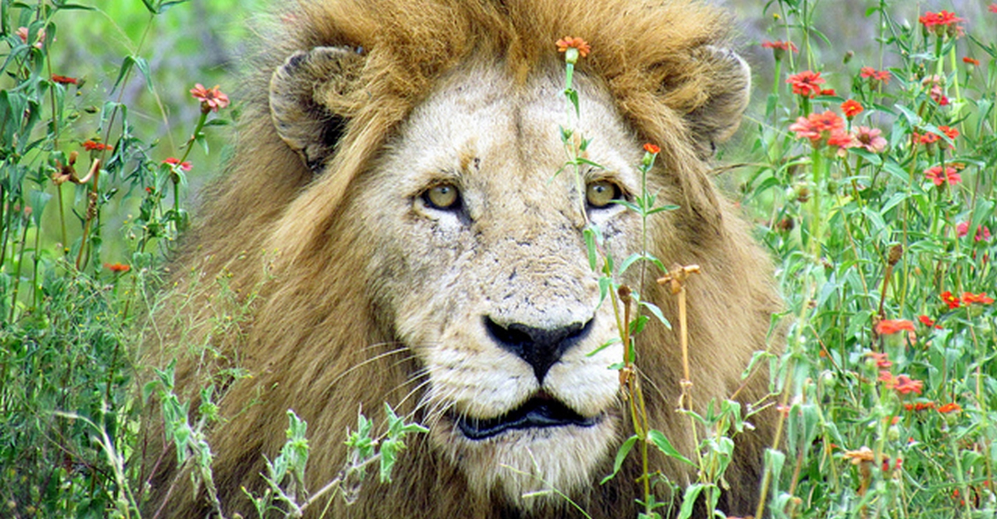 Itinéraire varié en Afrique du Sud avec votre voiture de location