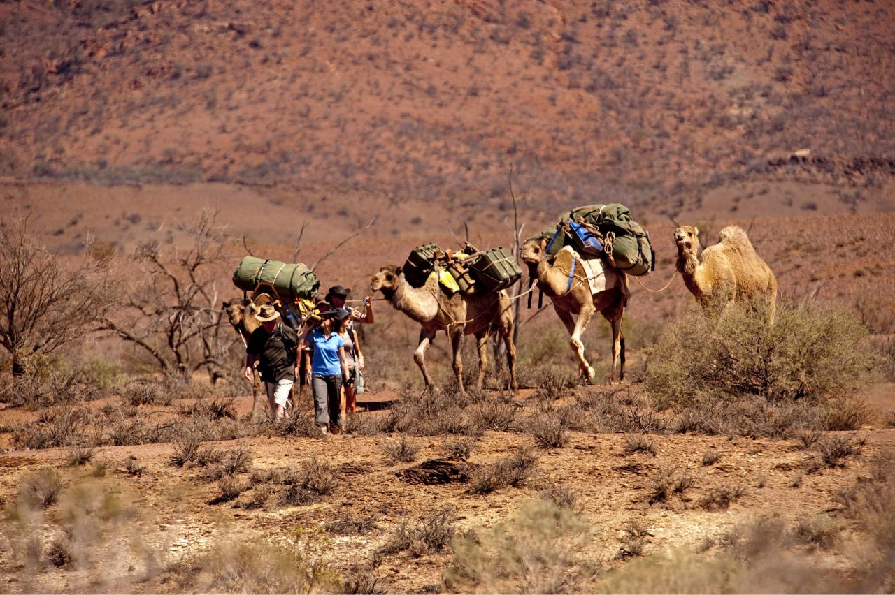 Safari à dos de dromadaire dans les Flinders Ranges