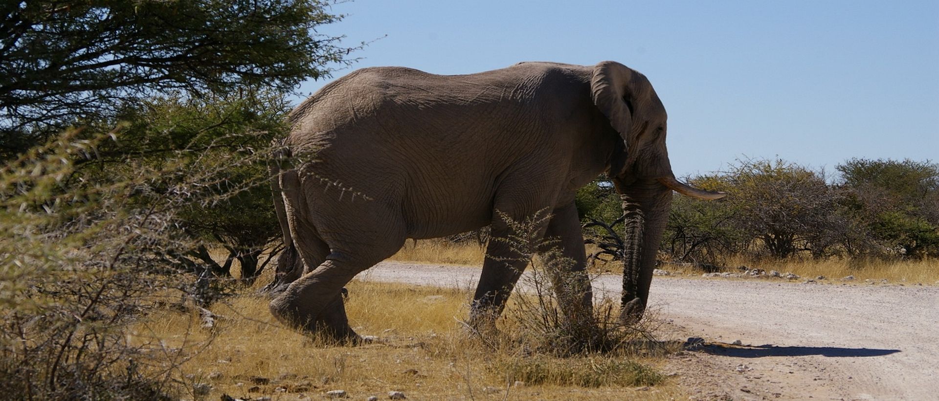 Safari en Namibie: D' Etosha à la mer