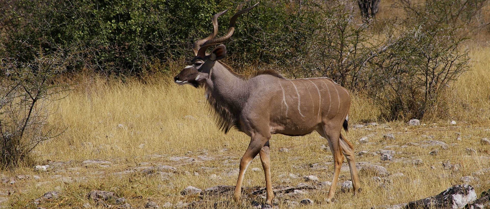 Safari en Namibie: D' Etosha à la mer