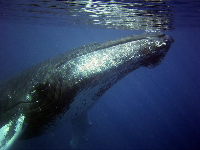 Observation des baleines dans l'archipel de Mingan