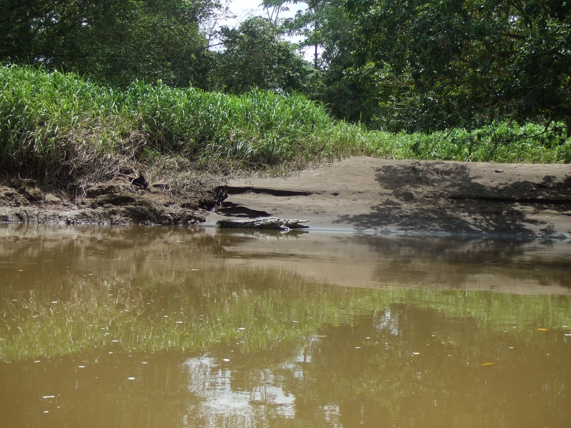 Découverte de Tortuguero, petite amazonie costaricienne