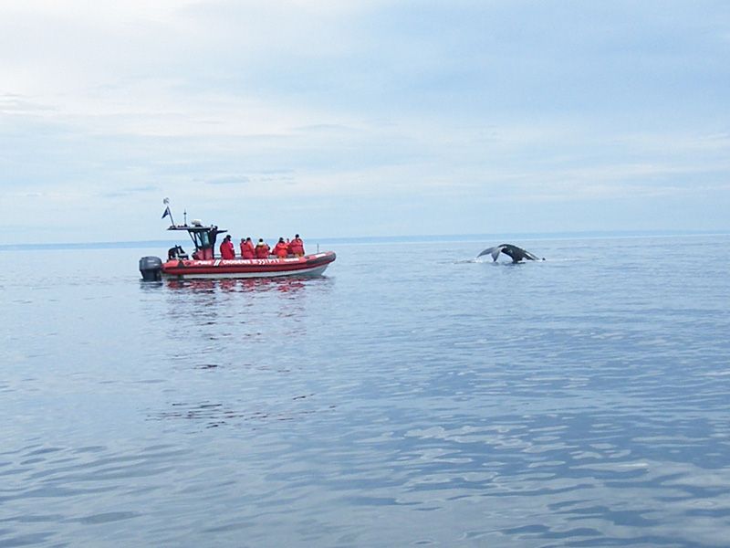 Observation et étude des baleines