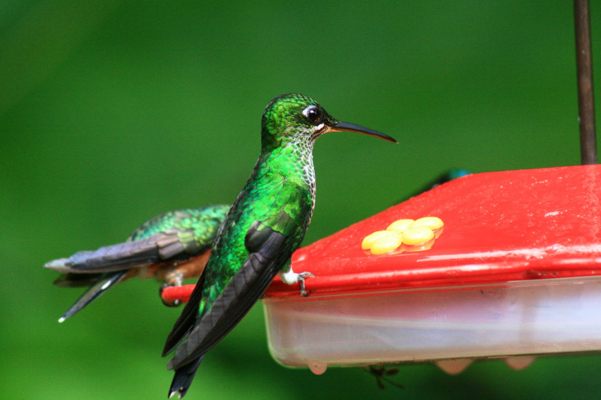 Autotour Costa Rica : découvrez les richesses naturelles du pays