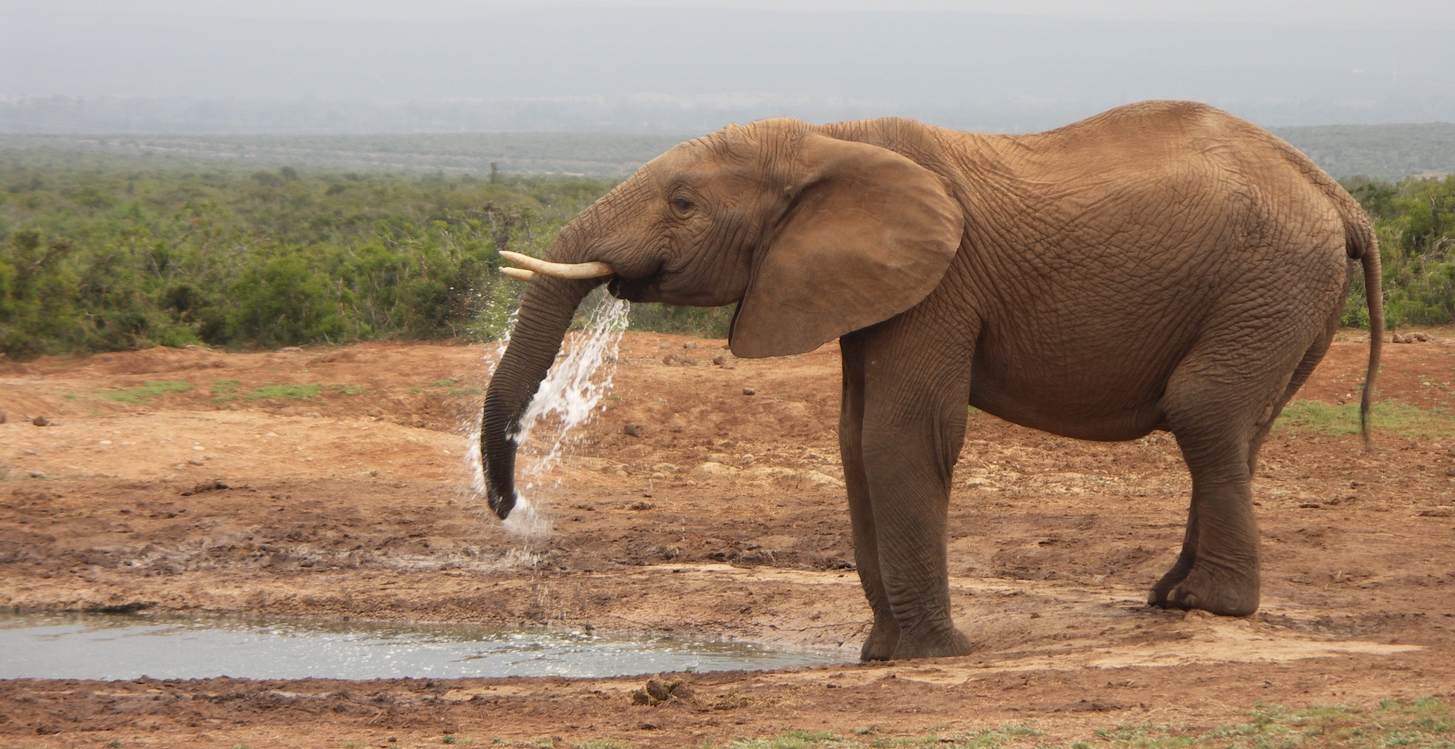 Afrique du Sud sans palu: Paysages et animaux sauvages