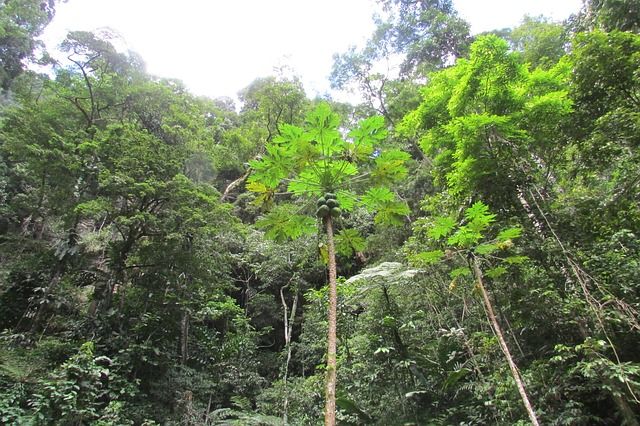 Exploration de la biodiversité amazonienne