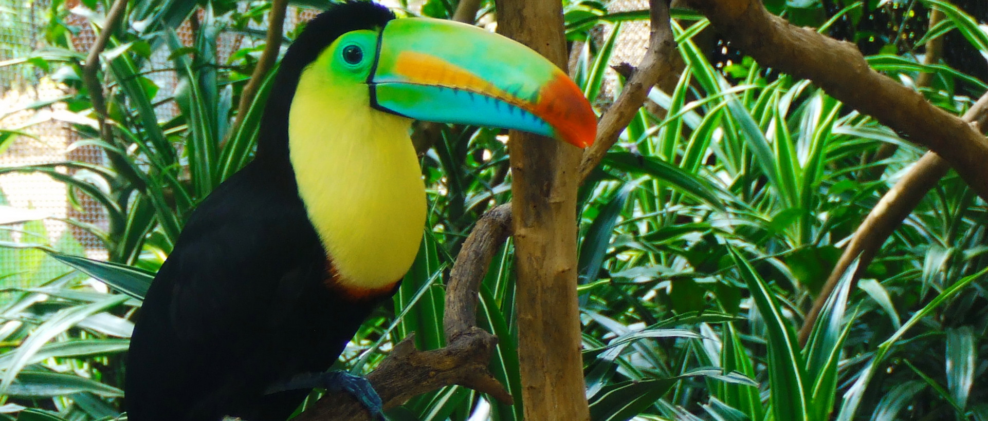 Voyage en famille au Costa Rica : observations animalières, jeux d'eau, balades en forêt...