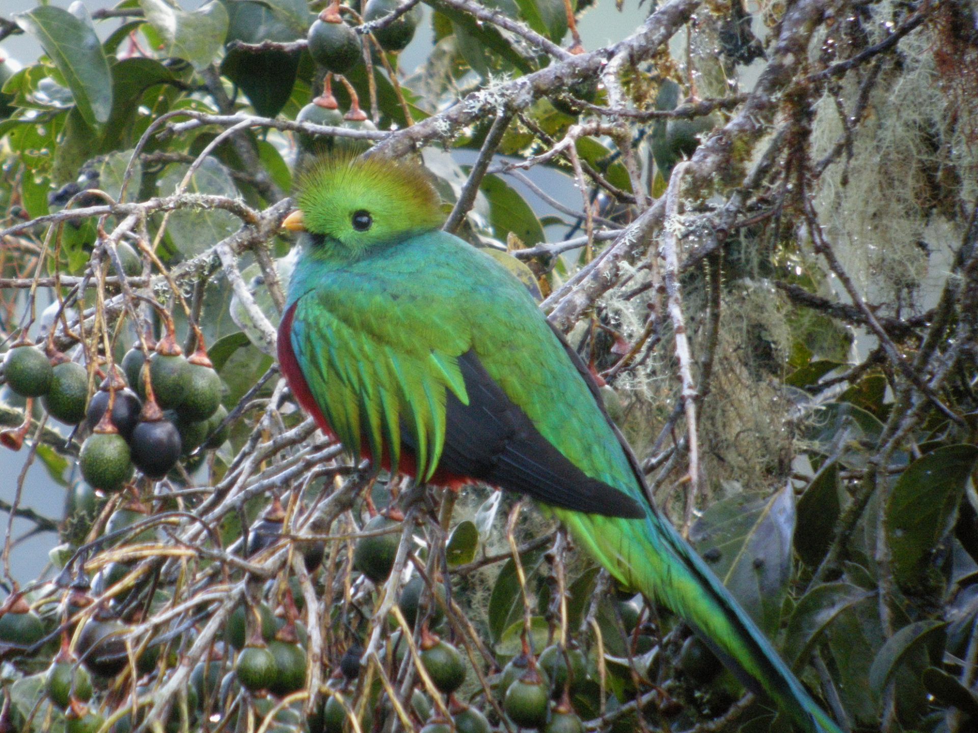 Voyage en famille au Costa Rica : observations animalières, jeux d'eau, balades en forêt...