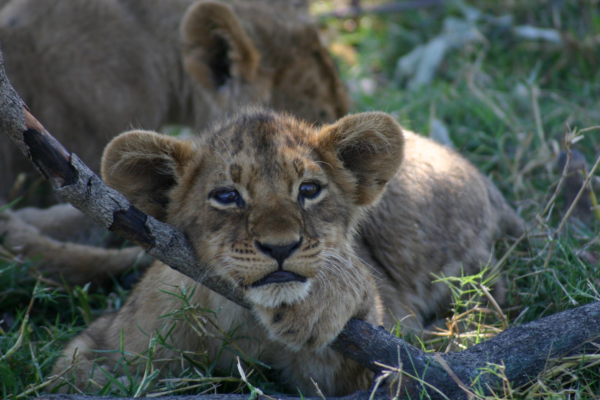 Safari en famille au Botswana et aux chutes Victoria