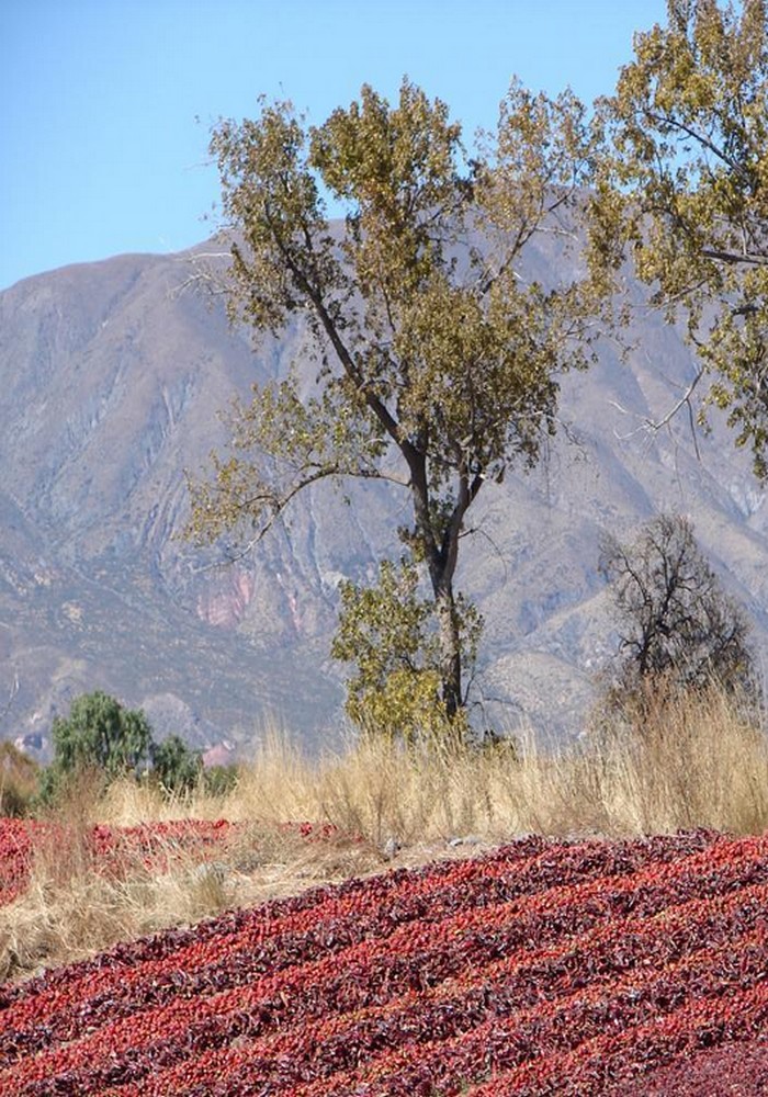 Treks région de Salta