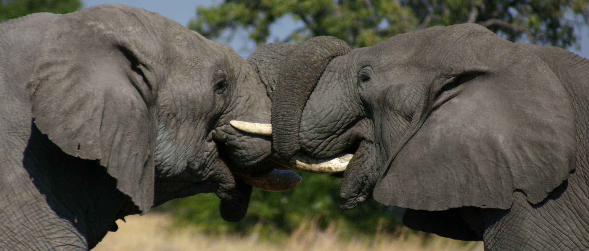 Safari camping authentique au Botswana en français