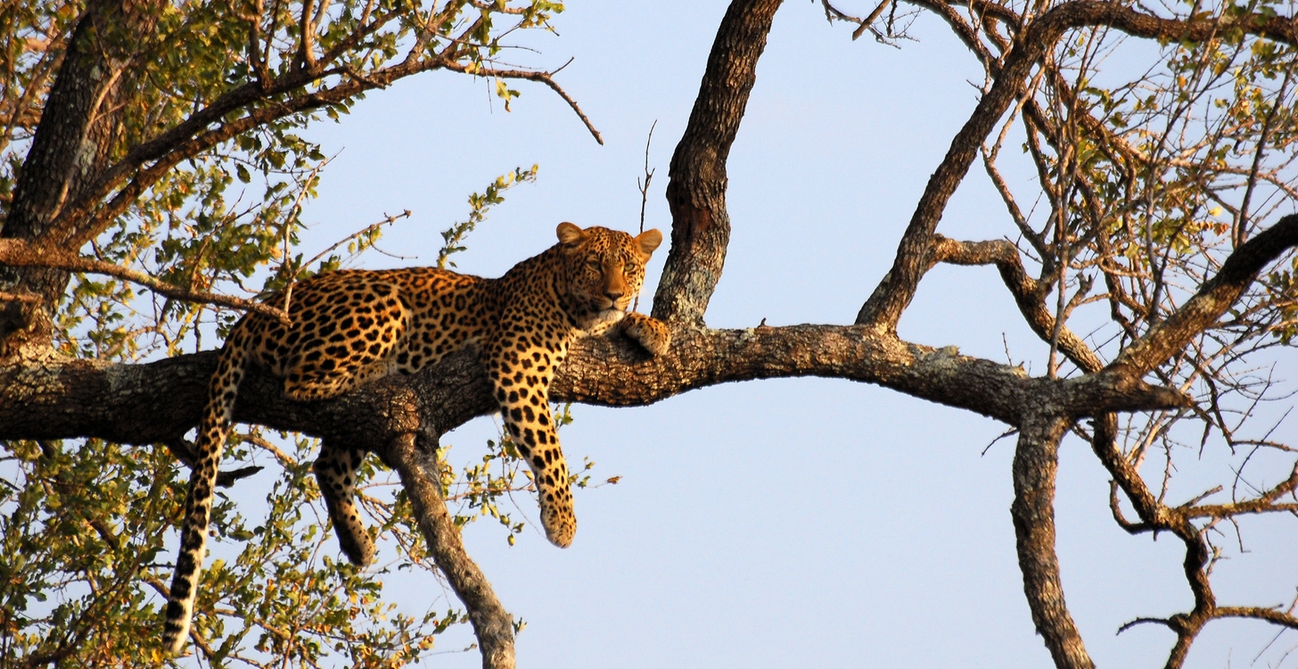 Afrique du Sud, safaris à pied et en 4x4 en réserve du Kruger