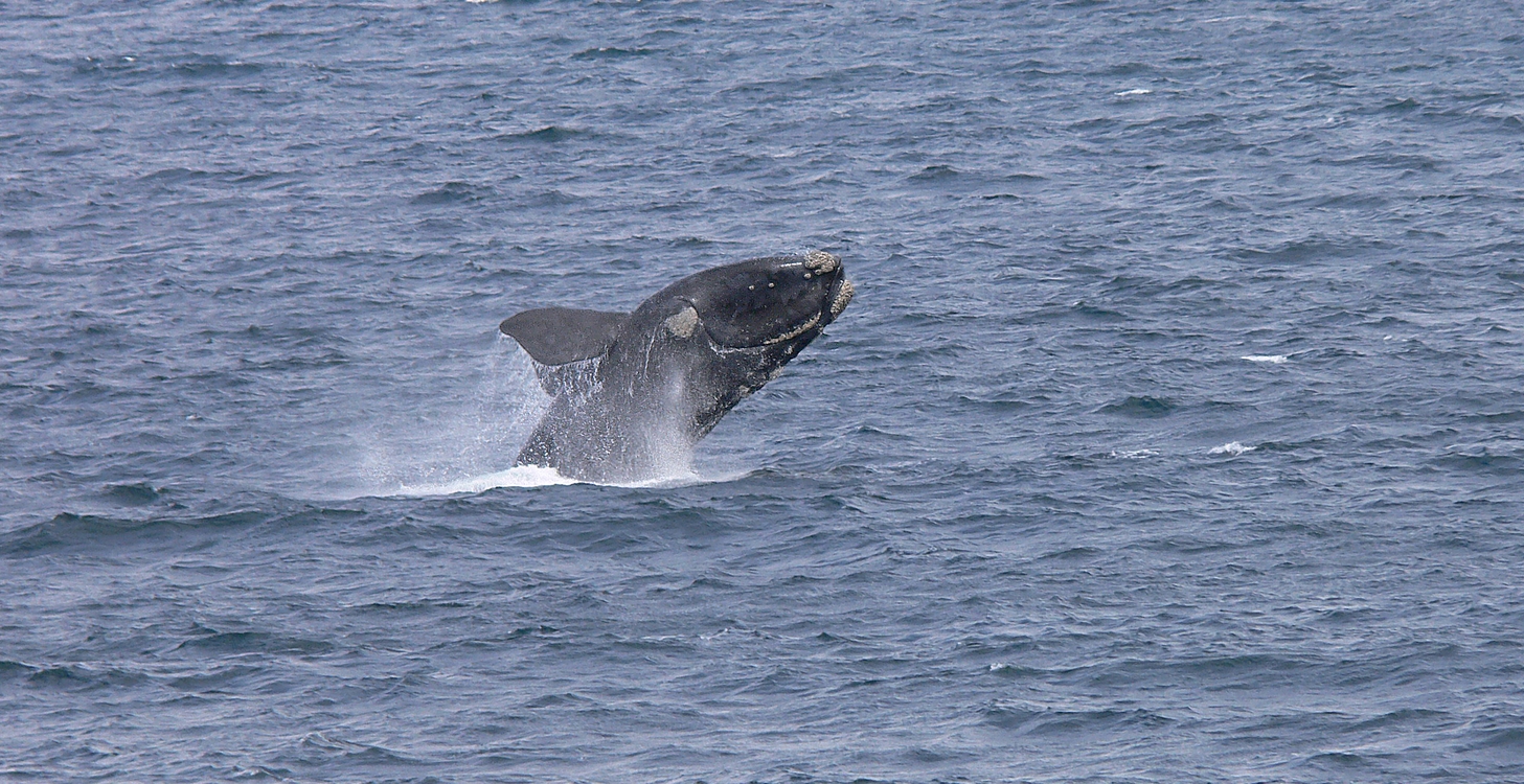 Observez les baleines d'Afrique du Sud