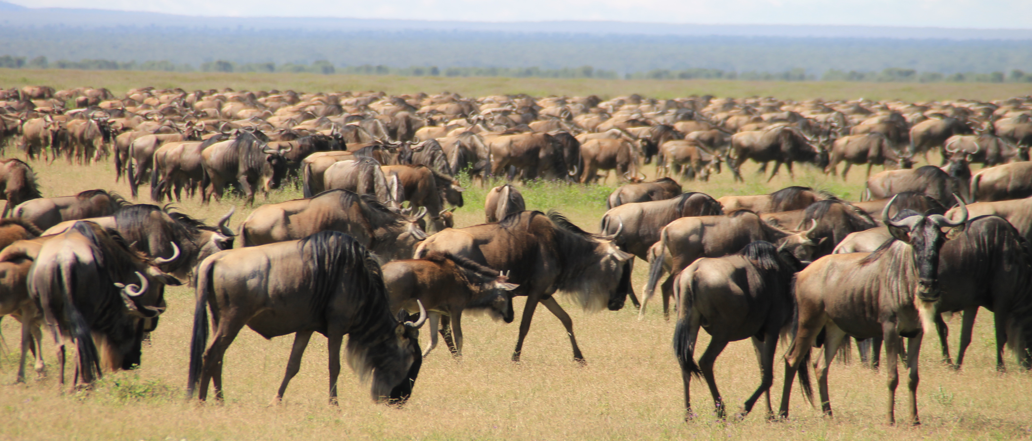 Safari en famille dans les parcs de Tanzanie