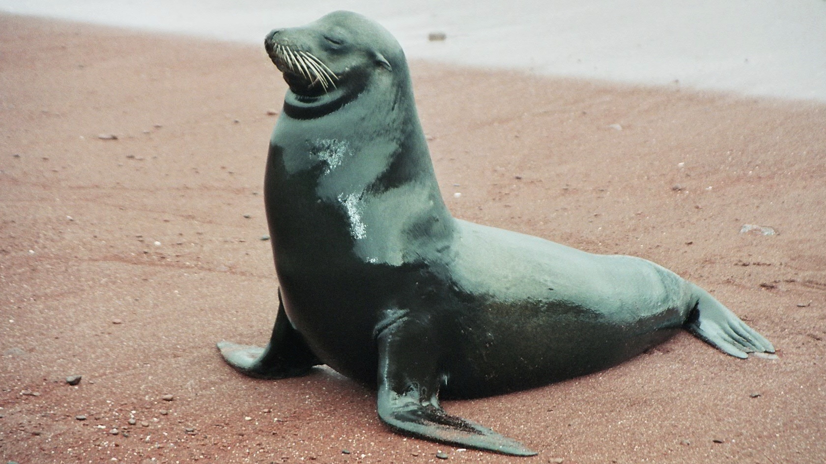 Voyage sur-mesure, Croisière aux îles Galapagos