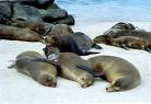 Croisière pour découvrir les îles Galapagos