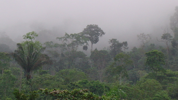 Voyage sur-mesure, Amazonie : Tourisme Solidaire