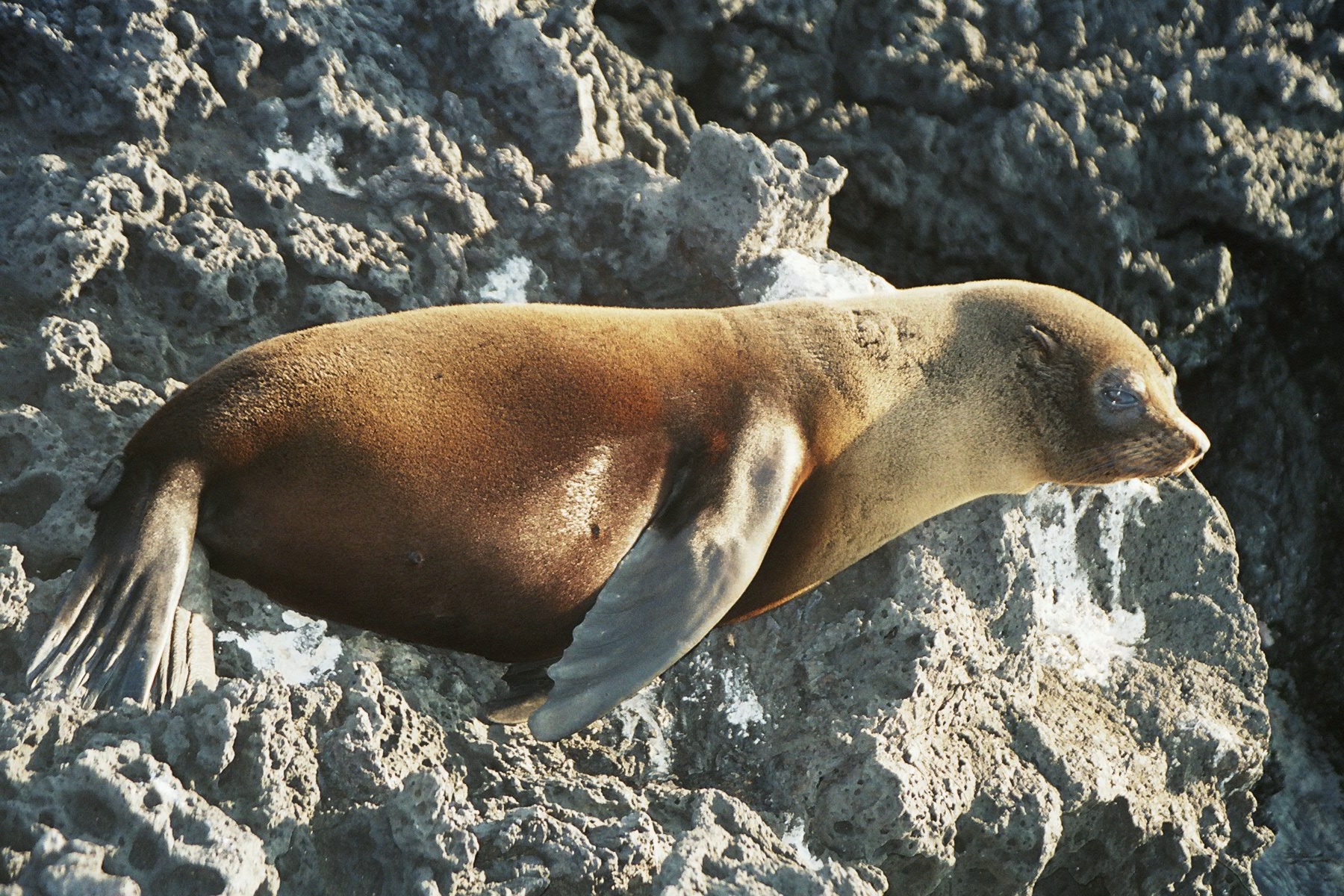 Séjour aux Galapagos