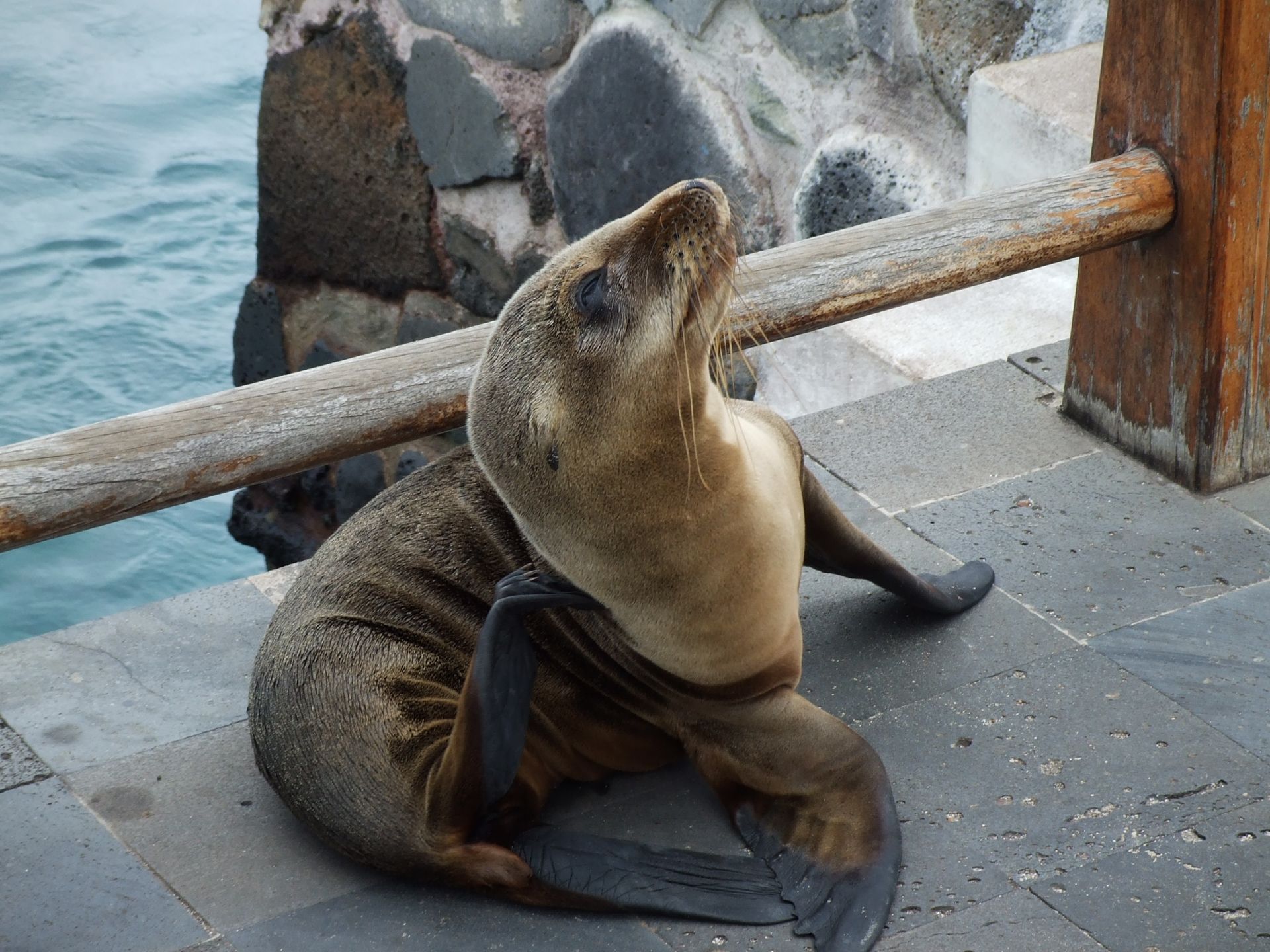 Séjour aux Galapagos