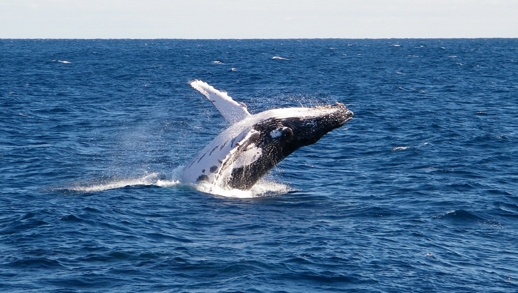 Voyage Ouest de l'Australie : Perth, Margaret River & les Pinnacles