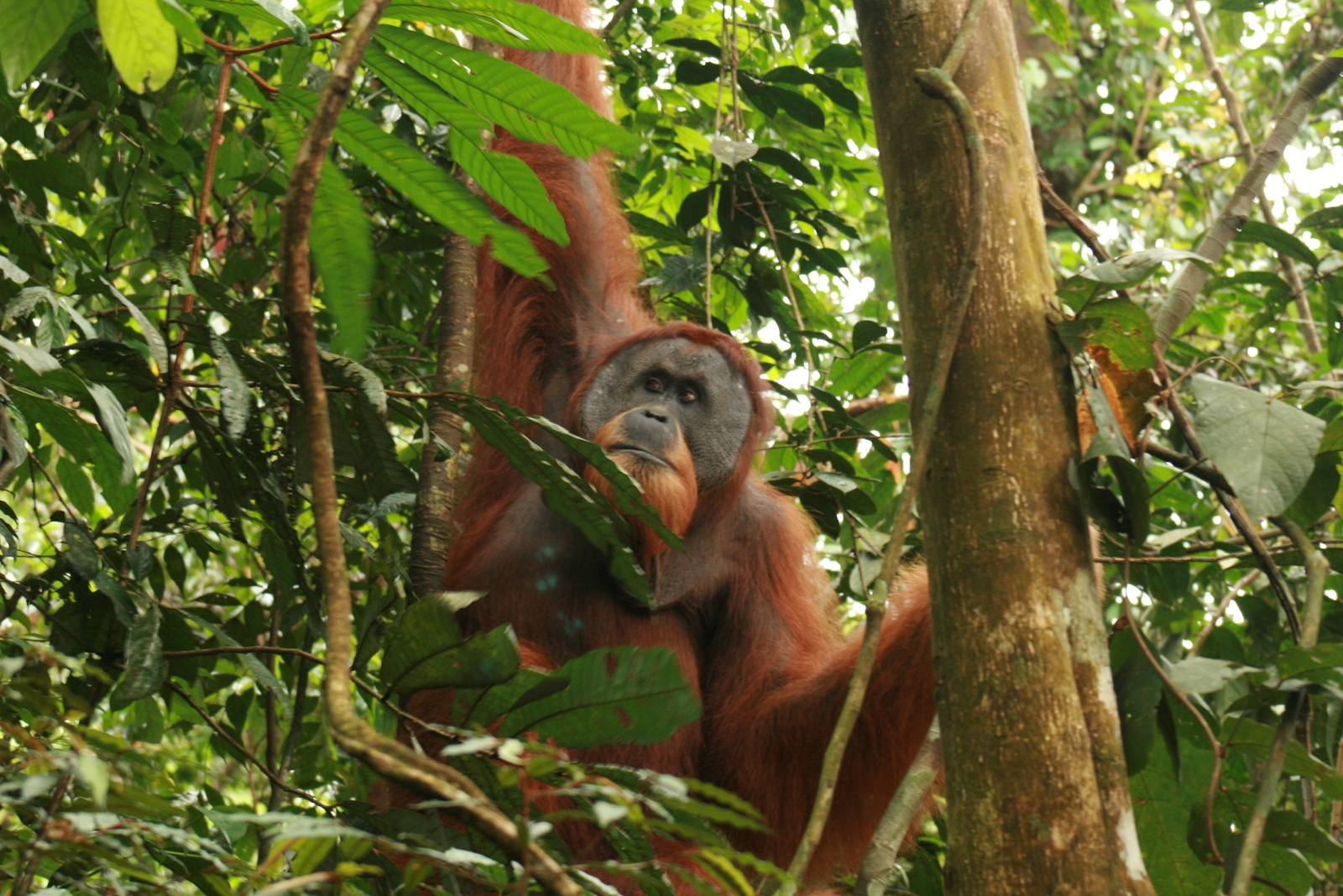Sumatra : nature et culture
