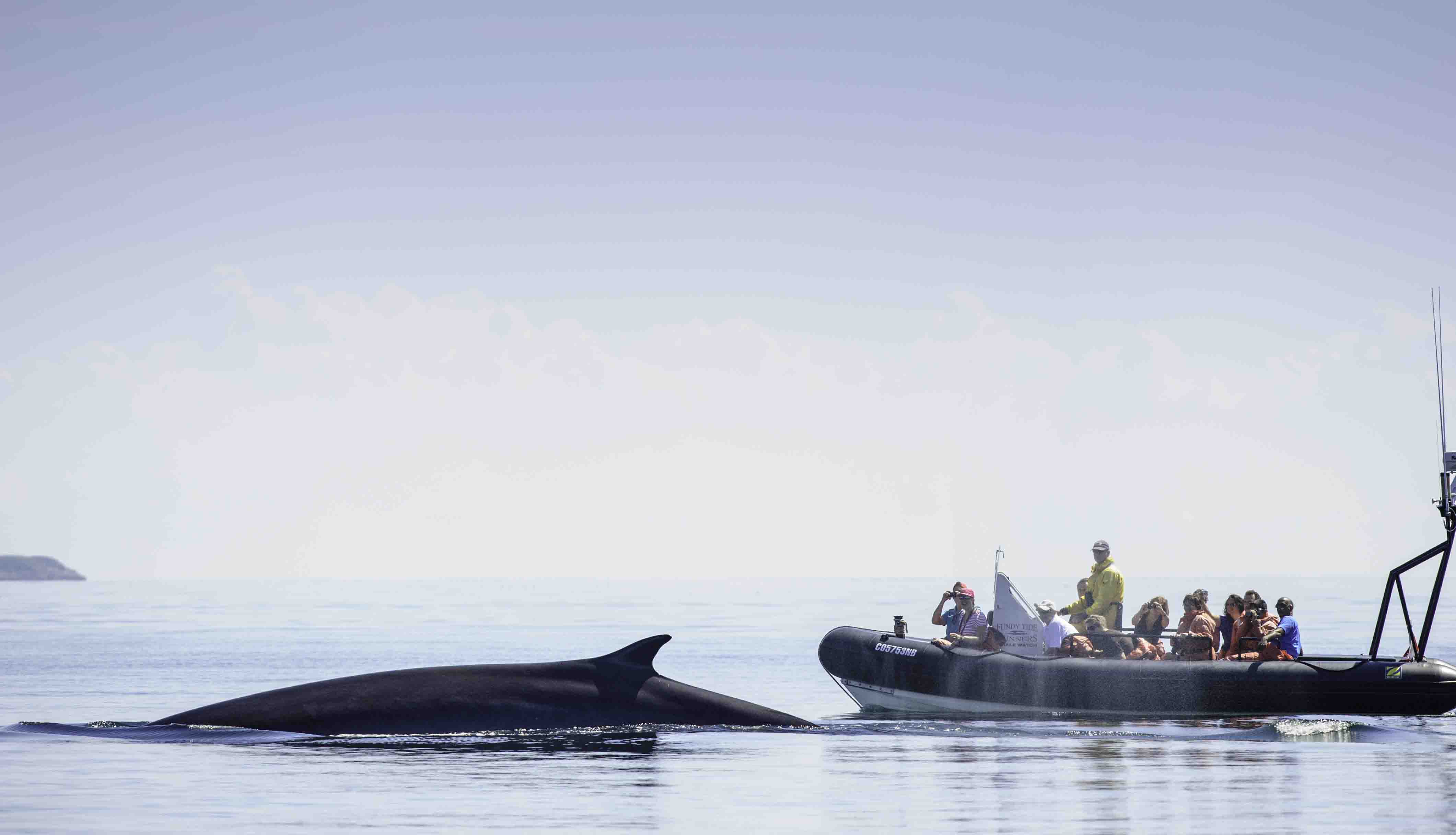 Autotour au Québec : forêts, lacs, fjord, baleines...