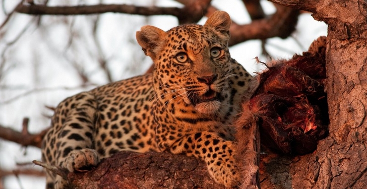 Voyage de noce en Afrique du Sud
