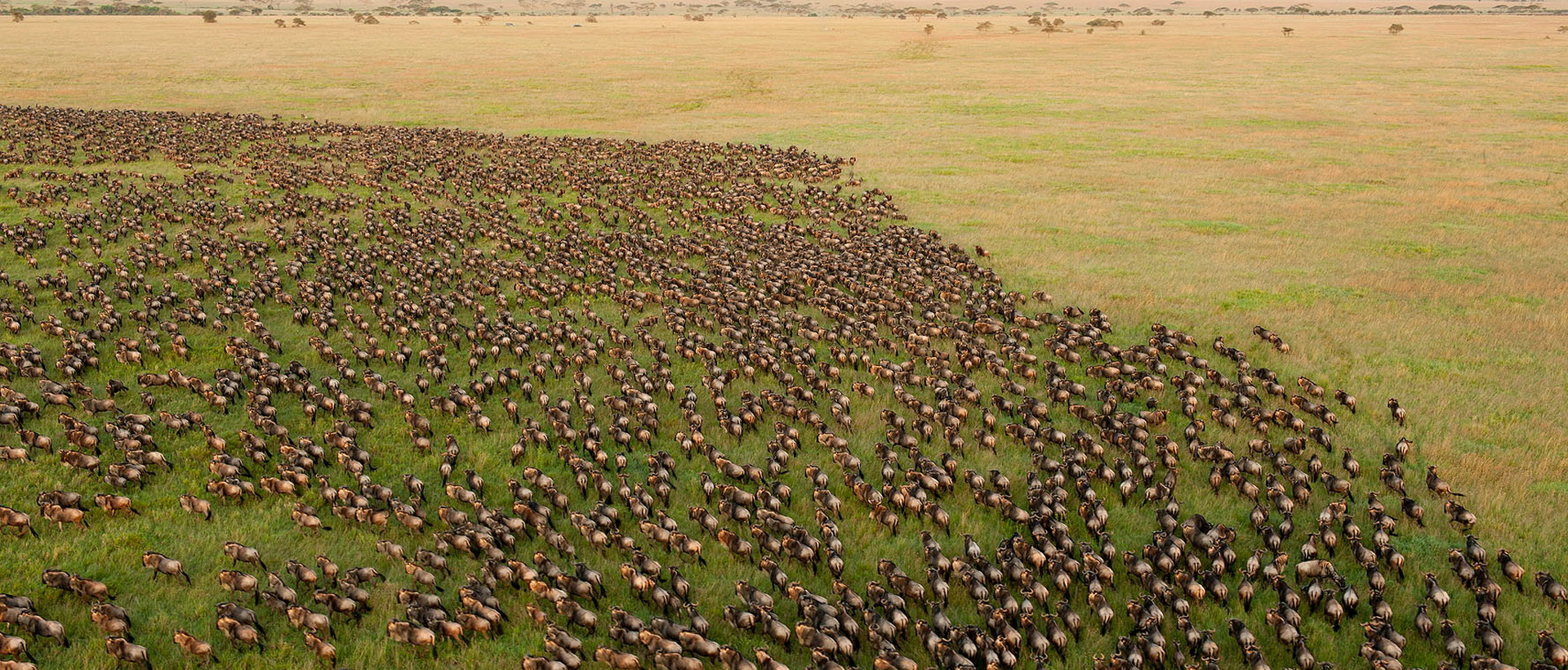 Safari Grande Migration en Tanzanie et Zanzibar