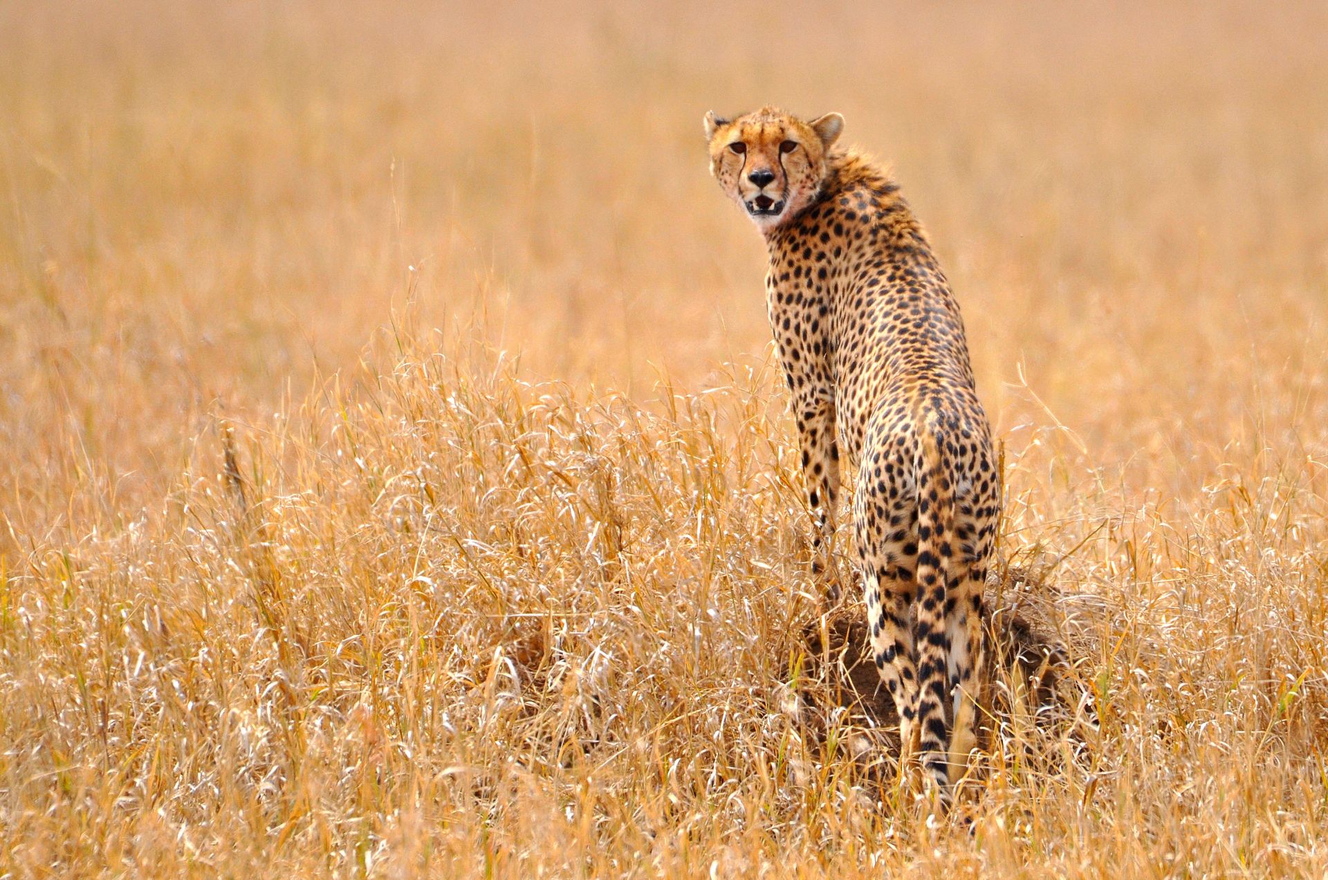 Safari Grande Migration en Tanzanie et Zanzibar