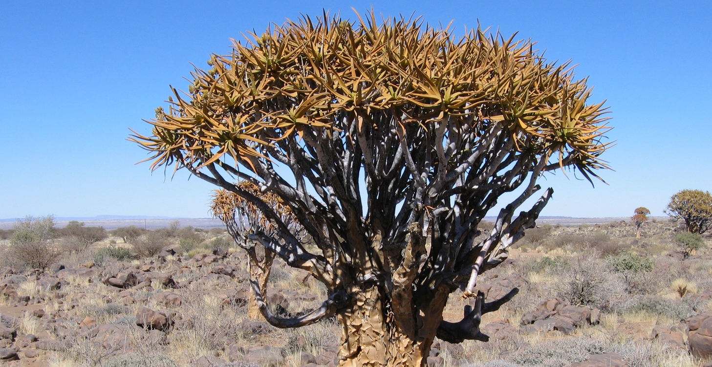 Voyage hors sentiers battus en Afrique du Sud: Namaqualand et Kgalagadi