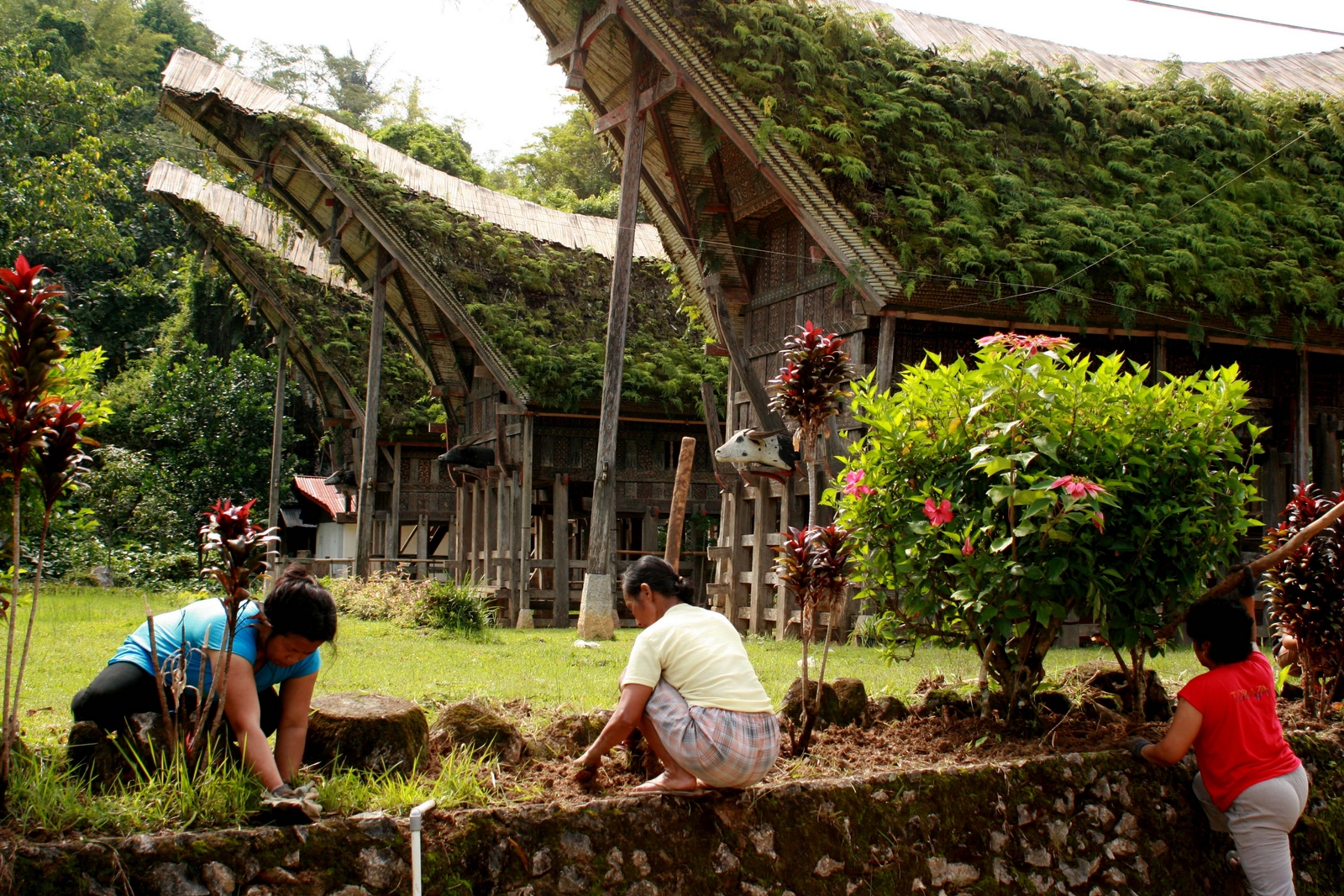 Pays Toraja et Sulawesi Nord