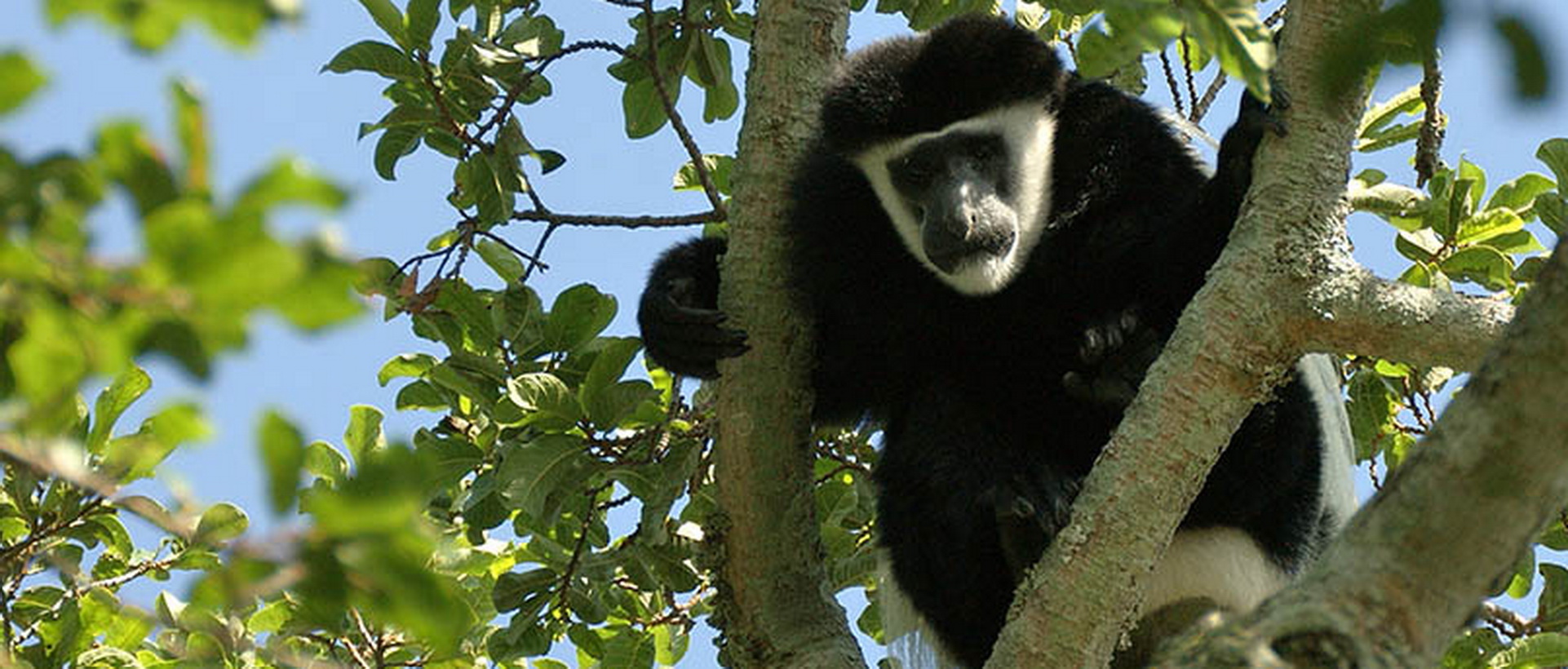 Le Parc National de Rubondo
