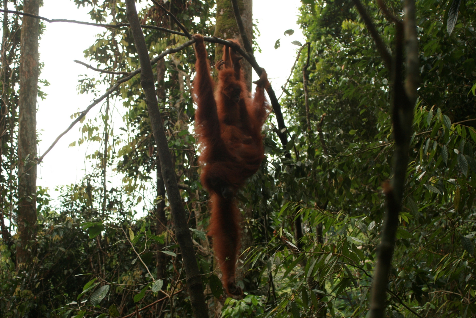 Chez Darma à Sumatra