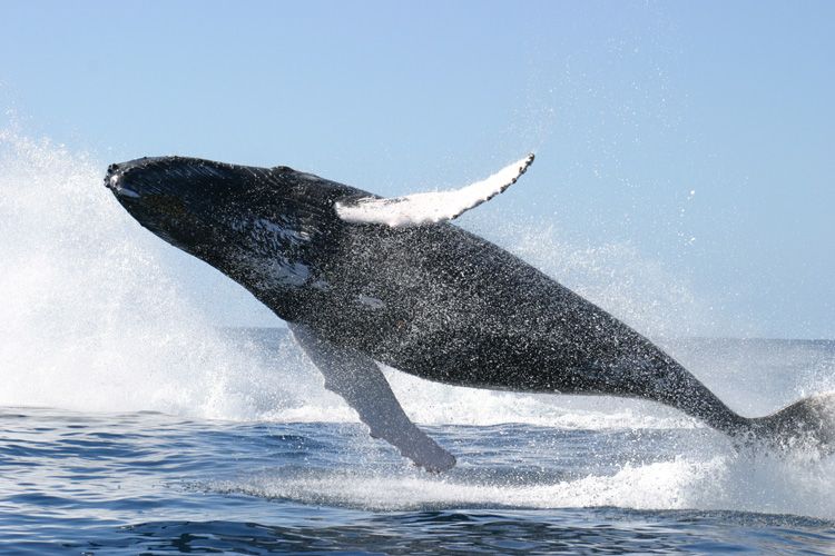 Observation des baleines de Sainte-Marie
