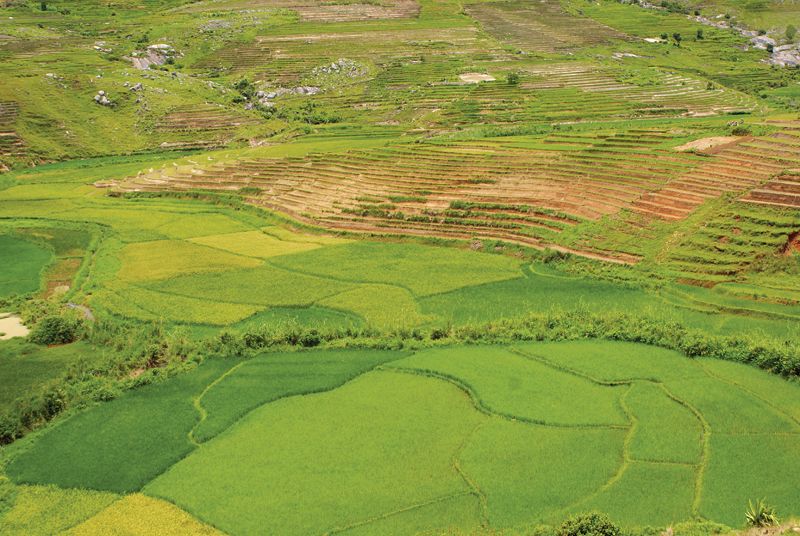 Madagascar chez un ethnologue-herboriste