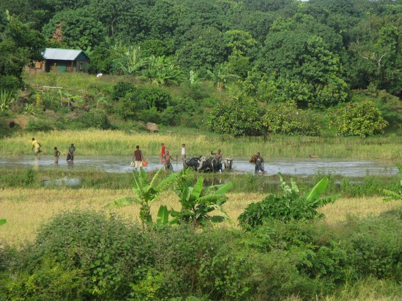 Voyage sur-mesure, Les lémuriens des parcs de Ranomafana et de Berenty