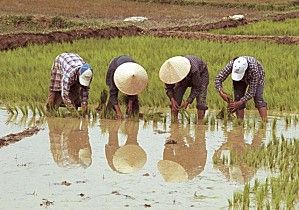 Récolte du riz dans une ferme typique